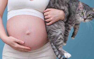 Enceinte: quels sont les risques avec la toxoplasmose ?